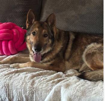Rescue German Shepherd Dog Dogs for Adoption in Plainfield, Illinois - Barrett | PetCurious