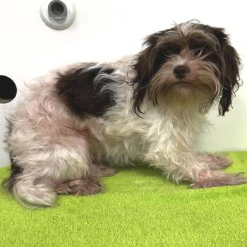 Rose -  Shih Tzu and Schnauzer Dog for Adoption in Warrensburg, Missouri - Rose | PetCurious
