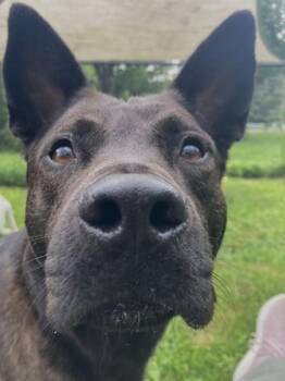 Flint -  Mixed Breed Dog for Adoption in Morristown, New Jersey - Flint | PetCurious