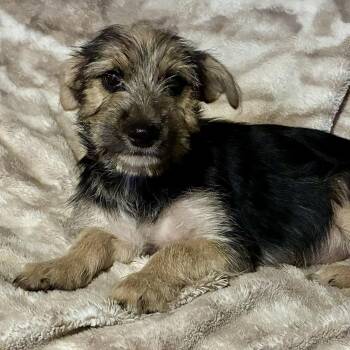 Jami -  Terrier and Mixed Breed Dog for Adoption in Pelham, New Hampshire - Jami | PetCurious