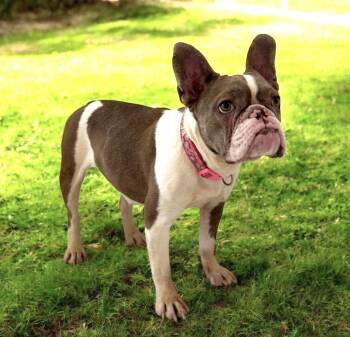 Fiona -  French Bulldog and Boston Terrier Dog for Adoption in Lucas, Texas - Fiona | PetCurious