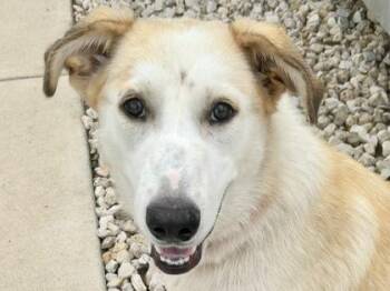 Essence -  Mixed Breed Dog for Adoption in Georgetown, Texas - Essence | PetCurious