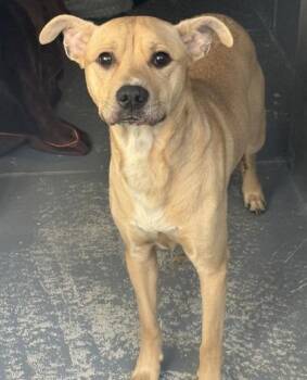 Po Po -  Chihuahua and Mixed Breed Dog for Adoption in Conway, South Carolina - Po Po | PetCurious
