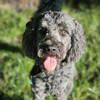 Chewey Springfield -  Goldendoodle Dog for Adoption in Shiloh, Illinois - Chewey Springfield | PetCurious