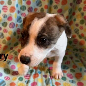American Staffordshire Terrier and Mixed Breed Dogs Available for Adoption - Dory | PetCurious