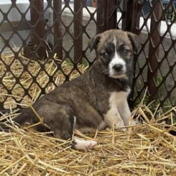 Mixed Breed Dogs Available for Adoption in Bend, Oregon - Cerise | PetCurious
