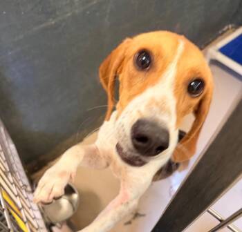 Ranch -  Hound and Mixed Breed Dog for Adoption in Mineral, Virginia - Ranch | PetCurious