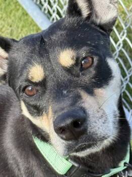 Mocha -  Doberman Pinscher and Australian Cattle Dog Blue Heeler Dog for Adoption in Hamilton, Montana - Mocha | PetCurious