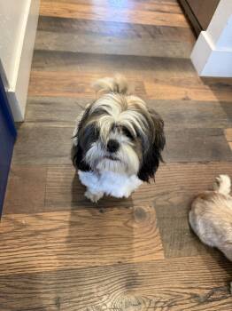 Rescue Shih Tzu and Mixed Breed Dogs for Adoption in Visalia, California - Broccoli | PetCurious