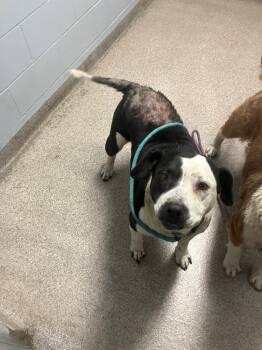 Rescue Mixed Breed Dogs for Adoption in Troy, Ohio - Panda | PetCurious