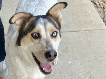 Rescue Mixed Breed Dogs for Adoption in Georgetown, Texas - Huestis | PetCurious