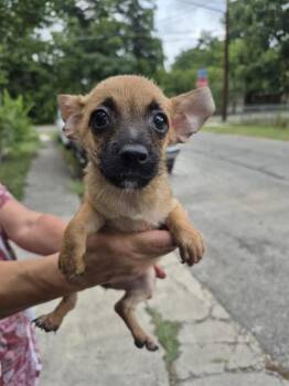 DINA -  Terrier Dog for Adoption in San Antonio, Texas - DINA | PetCurious
