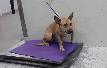 SUSIE -  German Shepherd Dog and Mixed Breed Dog for Adoption in Houston, Texas - SUSIE | PetCurious