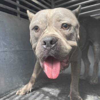 American Staffordshire Terrier Dogs Available for Adoption in Edinburg, Texas - Caspian | PetCurious