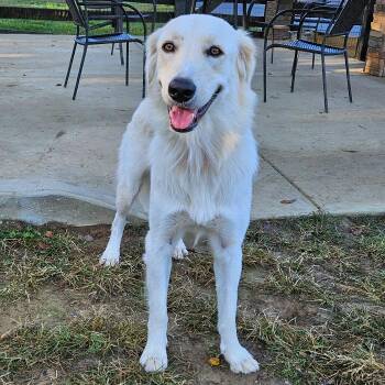 Wrenlee -  Golden Retriever and Great Pyrenees Dog for Adoption in Louisville, Kentucky - Wrenlee | PetCurious