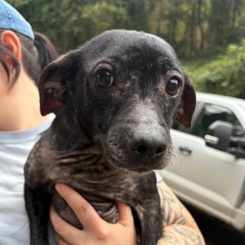 Perfect Lil Girl -  Mixed Breed Dog for Adoption in Charleston, West Virginia - Perfect Lil Girl | PetCurious