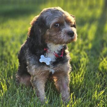 Banjo -  Cavalier King Charles Spaniel and Poodle Dog for Adoption in Cincinnati, Ohio - Banjo | PetCurious