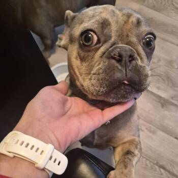 Xena -  French Bulldog Dog for Adoption in Huber Heights, Ohio - Xena | PetCurious