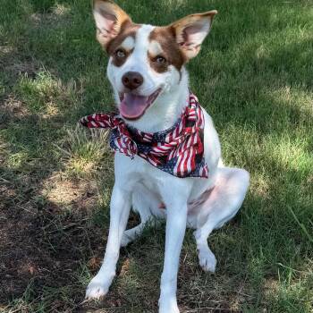 RASCAL IS 16 POUNDS -  Terrier and Dachshund Dog for Adoption in Kaufman, Texas - RASCAL IS 16 POUNDS | PetCurious
