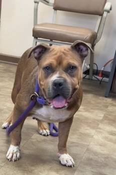 Glory -  Mixed Breed Dog for Adoption in Springfield, Ohio - Glory | PetCurious