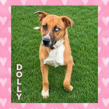 Dolly -  Labrador Retriever Dog for Adoption in Mokena, Illinois - Dolly | PetCurious