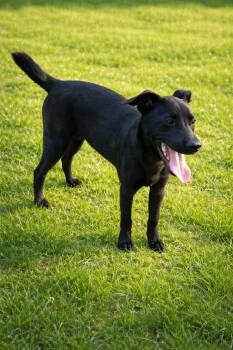 Labrador Retriever Dogs Available for Adoption in The Woodlands, Texas - Francoise | PetCurious