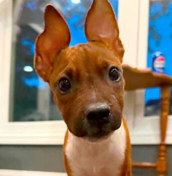 Rita (AO37287) -  Terrier Dog for Adoption in Kansas City, Kansas - Rita (AO37287) | PetCurious