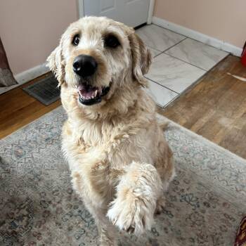 Labradoodle Dogs Available for Adoption - MAX-NEBRASKA | PetCurious