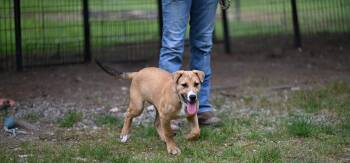 Mixed Breed Dogs Available for Adoption in Medfield, Massachusetts - Chief | PetCurious