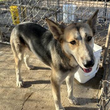 Mixed Breed Dogs Available for Adoption - Lotus | PetCurious