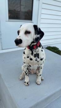 Dalmatian Dogs Available for Adoption - Poe | PetCurious
