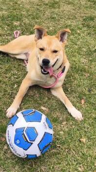 Yellow Labrador Retriever and Shepherd Dogs Available for Adoption - Dahlia | PetCurious