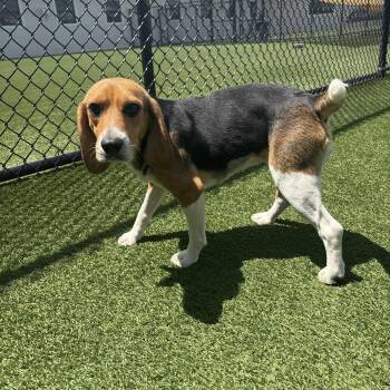 Dixie 2606 -  Beagle Dog for Adoption in Loxahatchee Groves, Florida - Dixie 2606 | PetCurious