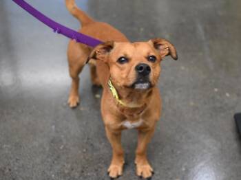 Scrappy Doo -  Dachshund and Pit Bull Terrier Dog for Adoption in Portland, Oregon - Scrappy Doo | PetCurious