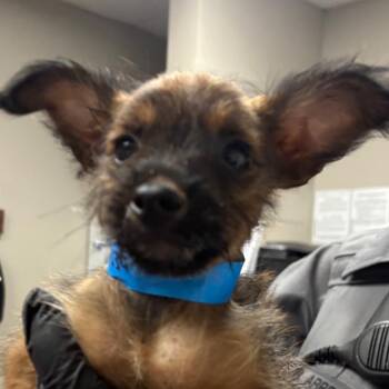 Solo -  Mixed Breed Dog for Adoption in Yuma, Arizona - Solo | PetCurious