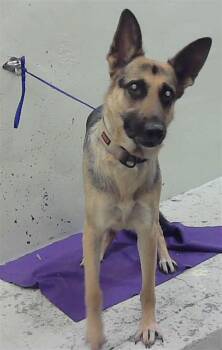PIXY JONES -  German Shepherd Dog and Mixed Breed Dog for Adoption in Houston, Texas - PIXY JONES | PetCurious
