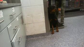 A1265825 -  Rottweiler Dog for Adoption in Charlotte, North Carolina - A1265825 | PetCurious