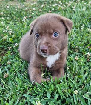 Ferris -  Labrador Retriever Dog for Adoption in Berlin, New Jersey - Ferris | PetCurious