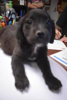 Rescue Mixed Breed Dogs for Adoption in Pahrump, Nevada - Peanut P2 | PetCurious