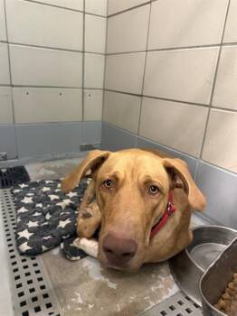 SANJI -  Vizsla and Mixed Breed Dog for Adoption in Houston, Texas - SANJI | PetCurious