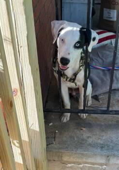 Dahsul -  Mixed Breed Dog for Adoption in Silver Spring, Maryland - Dahsul | PetCurious