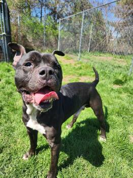 Pit Bull Terrier Dogs Available for Adoption in Caro, Michigan - Franklin | PetCurious
