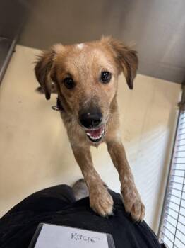 Hank -  Australian Cattle Dog Blue Heeler Dog for Adoption in Kalamazoo, Michigan - Hank | PetCurious
