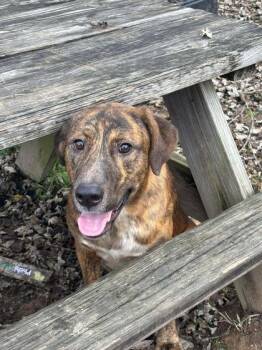 Plott Hound and Mixed Breed Dogs Available for Adoption in Paducah, Kentucky - Abbott | PetCurious