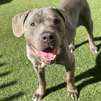 Bubby -  Pit Bull Terrier Dog for Adoption in Palm Springs, California - Bubby | PetCurious