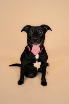 Rescue Black Labrador Retriever and Pit Bull Terrier Dogs for Adoption in Mooresville, North Carolina - Willow | PetCurious