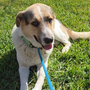 Anatolian Shepherd and Great Pyrenees Dogs Available for Adoption in Harlingen, Texas - Billie Bones - Urgent Foster Needed | PetCurious