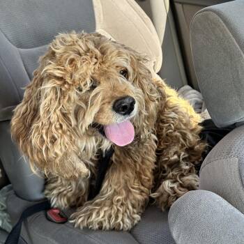 Cash -  Cocker Spaniel Dog for Adoption in Matteson, Illinois - Cash | PetCurious
