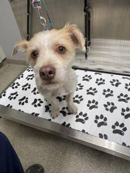 Carlos -  Terrier and Mixed Breed Dog for Adoption in Pequot Lakes, Minnesota - Carlos | PetCurious