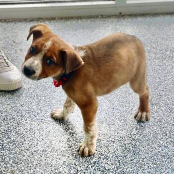 Mixed Breed Dogs Available for Adoption in Fredericksburg, Virginia - Sylvester | PetCurious